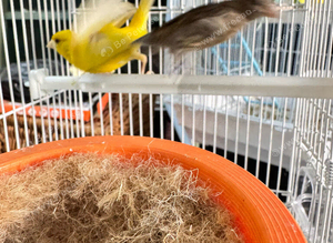 Raza canary&rsquo;s