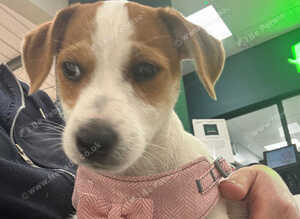 Jack russel girl