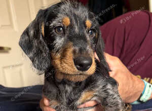 Wirehaired Dachshund Tweenie