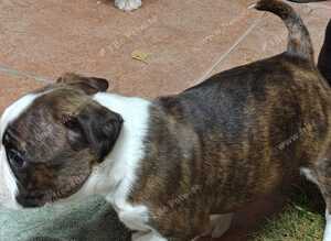 Beautiful Boston Cross Puppies Looking for Their New Forever Home
