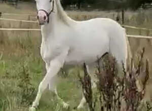 Unspoilt 3yr old Cremello Connemara Gelding 3yrs 14hh