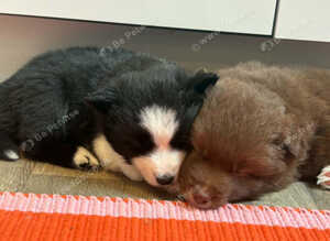 Three Pomsky Babies