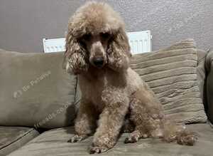 Miniature poodle male