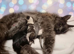 Half maine coon kittens