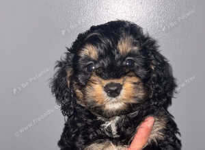 Last boy cockapoo
