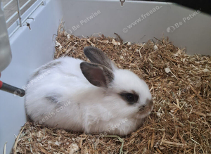 X 2 bunys