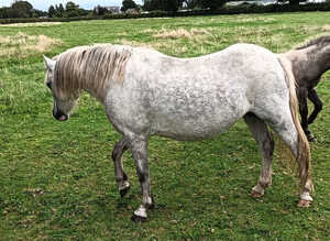 Welsh Section A Mare.