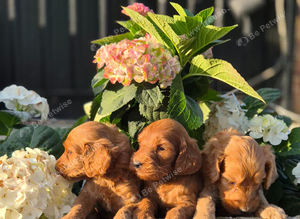 Cockapoo Female Puppies Health Tested
