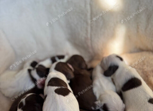 Cocker spaniel puppies