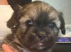 Beautiful Lhaso apso mix puppies