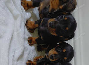 miniature dachsound puppys