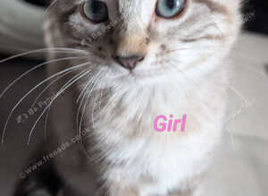 Two female ragdoll kittens