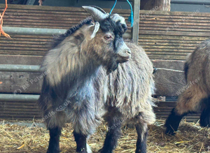 6 month old Pygmy wethers