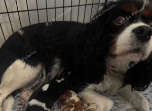 cavalier king charles puppies