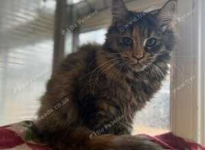 3 beautiful Maine coon boys available