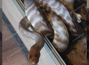 Woma python CB18