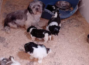 Lhasa X shihtzu pups