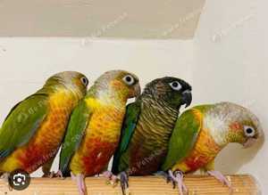 Pineapple Cinnamon & Green cheek Conures
