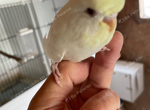 Tame baby budgies