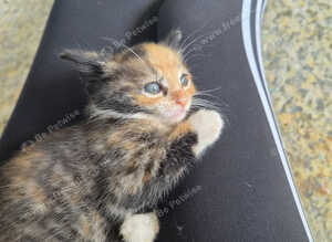 4 Gorgeous kittens