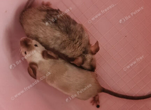 FREE Male Mice