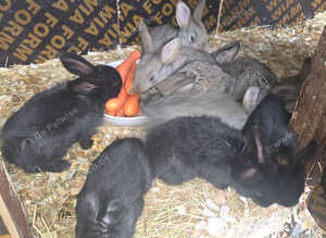 Rabbit