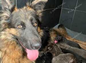 Stunning German shepherds from 5star breeder