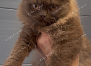 Beautiful chunky cinnamon kittens looking new home
