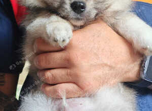 Pomeranian