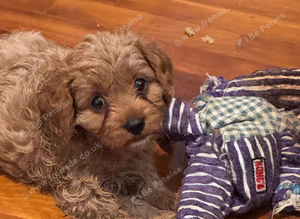 Beautiful cavapoos