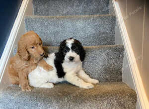 Two lovely Goldendoodle pups for sale