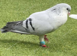 Pigeon Afghan pure white German female rare eyes and Lahore