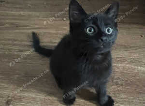Kittens
