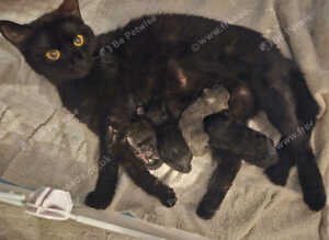 2beautiful kittens for sale