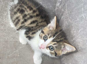 Iv got 2 kitten ready for their forever home