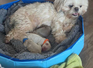 Shih Tzu Puppies Looking for Their Forever Homes!