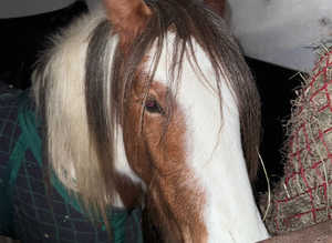 DESPERATLY SEEKING LIVERY YARD
