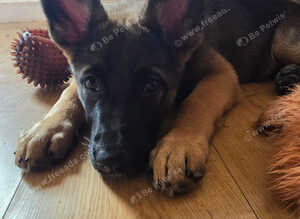 German sheperd x belgium mallinois (10 weeks)