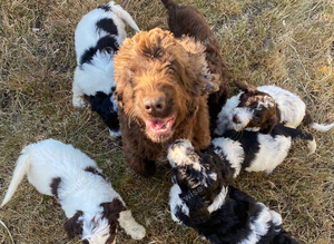 6 adorable super friendly Cockerpoo puppies