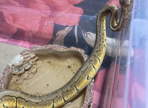 Royal python
