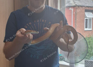 Bloodred corn snake