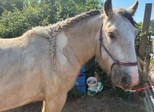 Hermit cob