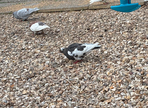 Rolling pigeons
