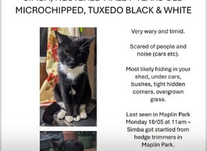 missing cat