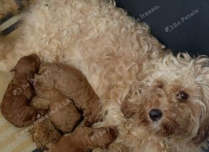 F2 cavapoo