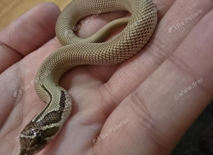 Arctic Superconda 66% lavender 66% Toffeebelly baby hognose