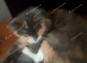 2 years old female cat for sale