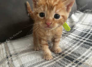 5 kittens ready to leave 29th August