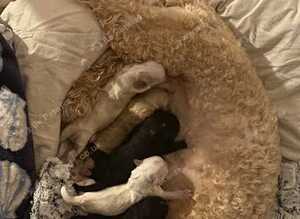 6 beautiful fluffy puppies born to our pretty Cavapoo Angie