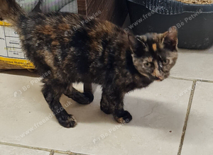 Moggy for sale